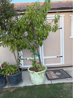 Various fruit and flower trees