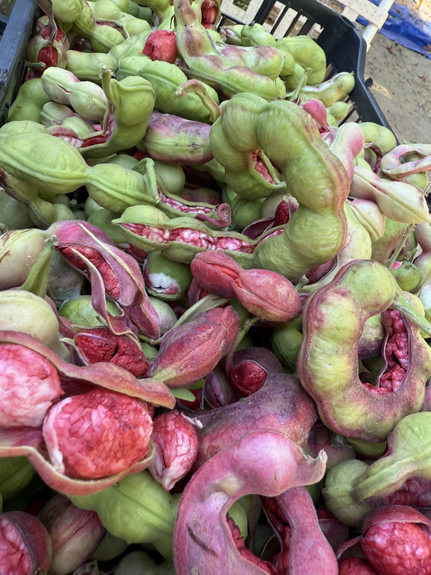 Guamuchiles