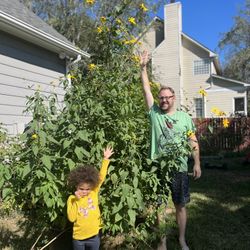 Jerusalem Artichokes- The Ultimate Survival Food! 