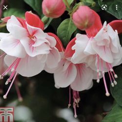 4” Swingtime Fucshia Plant