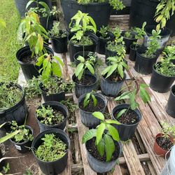 Plants. $10 Each!   Avocado. Mango. Lemon 