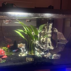 Fish Tanks 