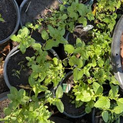 Mint Plant