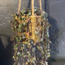 Live String Of Hearts Plant