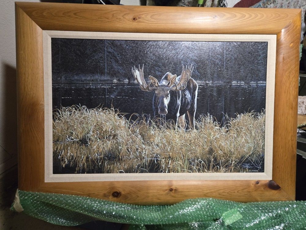 Large Moose Picture W/ Oak Frame. 41x28