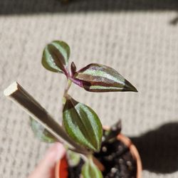 Tradescantia Zabrina (orange pot-B)