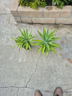Agave