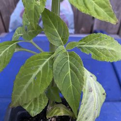 Paradox Salvia Divinorum Plant - Sage of the Diviners  - Yerba de la pastora - Hierba de los dioses - ska maria planta aztec azteca