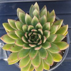 Succulent Plant 🪴