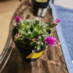 Rare Succulents And Cacti. Pick Up IN San Lorenzo..SKYLINE SUCCULENTS 