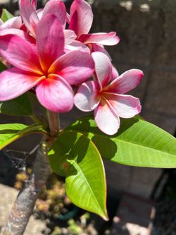 Plumeria plants
