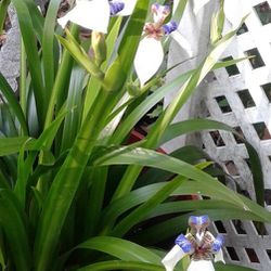  Iris Plants