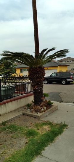 Very Beautiful Palms For Sale
