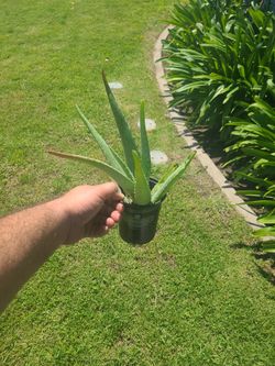 Alo Vera Plant