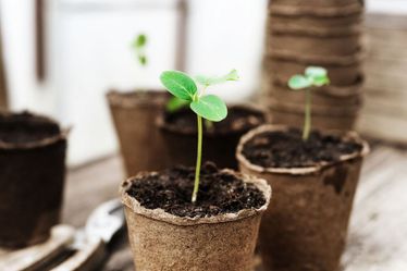 Organic Cucumber Seedlings