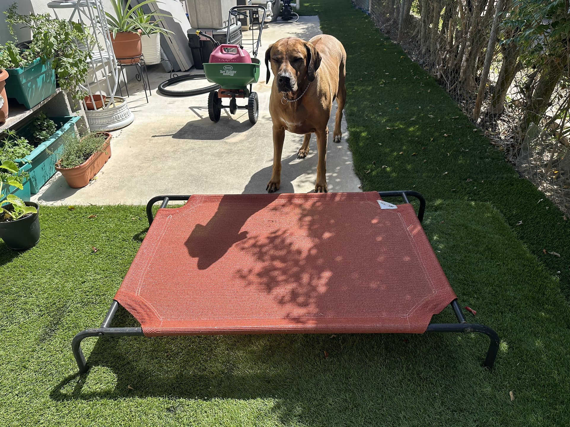 Large Elevated Pet Bed