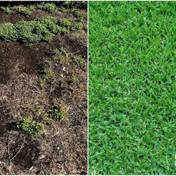 Fertilizer Weed Control