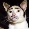 Smarty Cat