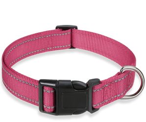 Maltipoo Collar