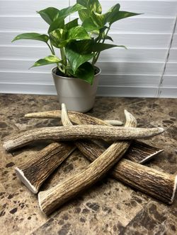 Antler Dog Chews 