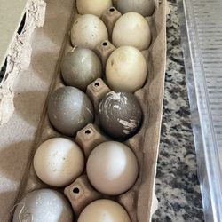 Fresh Duck Eggs