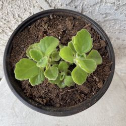 6 Inch Pot Rare Succulent Plant - Plectranthus Amboinicus - Comfort Plant, Cuban Oregano - Rooted & Stablished - Drought Resistant - 🪴