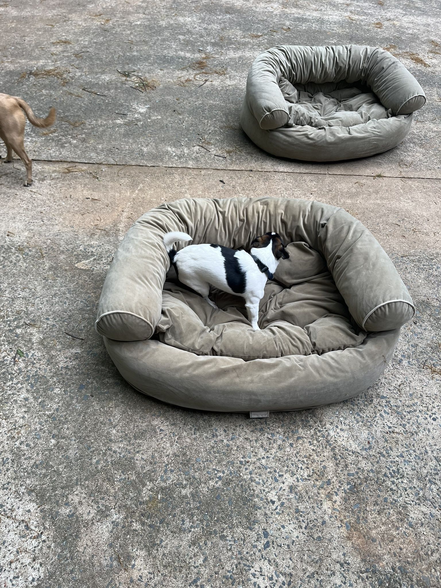 Orthopedic Dog Beds—2, Sold Separately