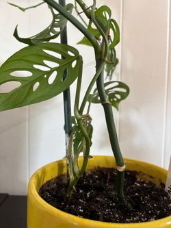 Monstera Adansonii Swiss Cheese Plant in Yellow Ceramic 6 inch  Pot with attached drainage dish