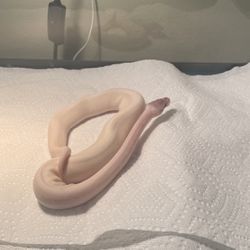 VERY RARE Female Young Adult Blue Eyed Leucistic Ball Python For A Great Price 