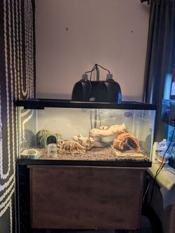 Terrarium- leopard gecko