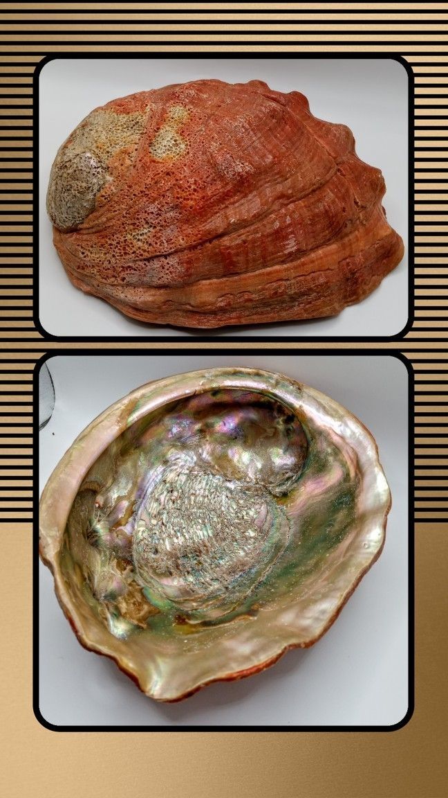 Natural Haliotis Rufescens RARE Large Vintage Red Abalone 8"L HIGHLY Irredesent