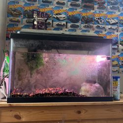 10 gallon aquarium