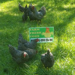 Grass Fed Farm Fresh MEDIUM (Eggs)