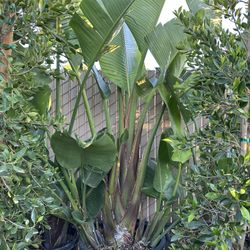 Strelitzia nicolai, wild banana, giant white bird of paradise 25gal 