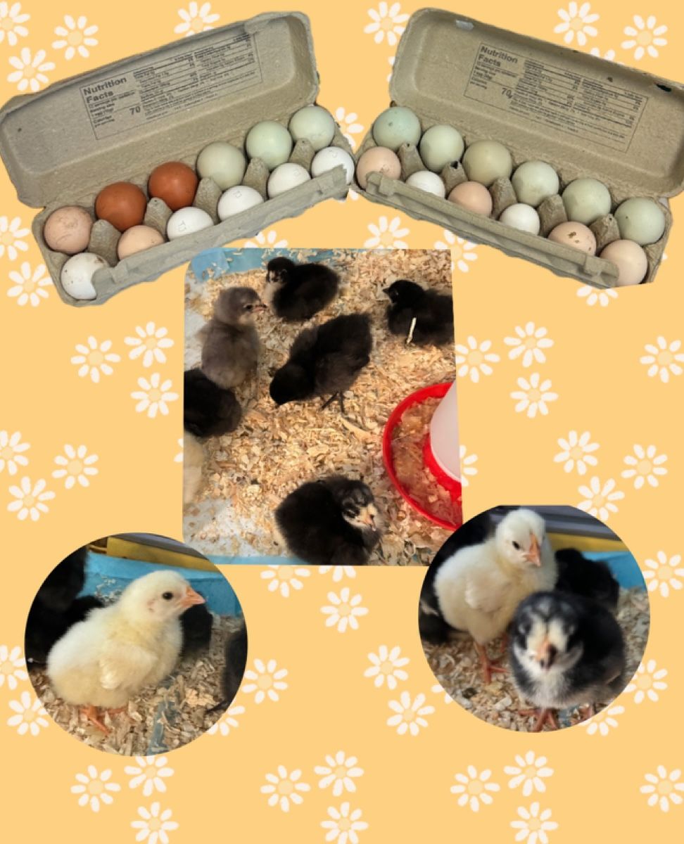 Organic Fresh Eggs πͺΊπ£π₯π