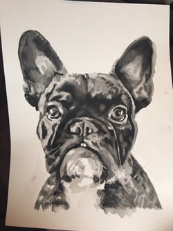 Pet Portraits