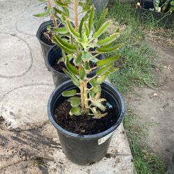 Madre Leopardo de los Mil Planta de Caimán Kalanchoe Daigremontiana