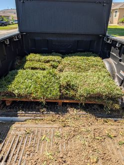 St. Augustine Sod