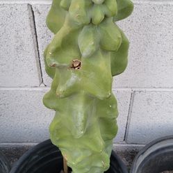 Totem Poll Cactus 🌵 Rooted And Healthy 