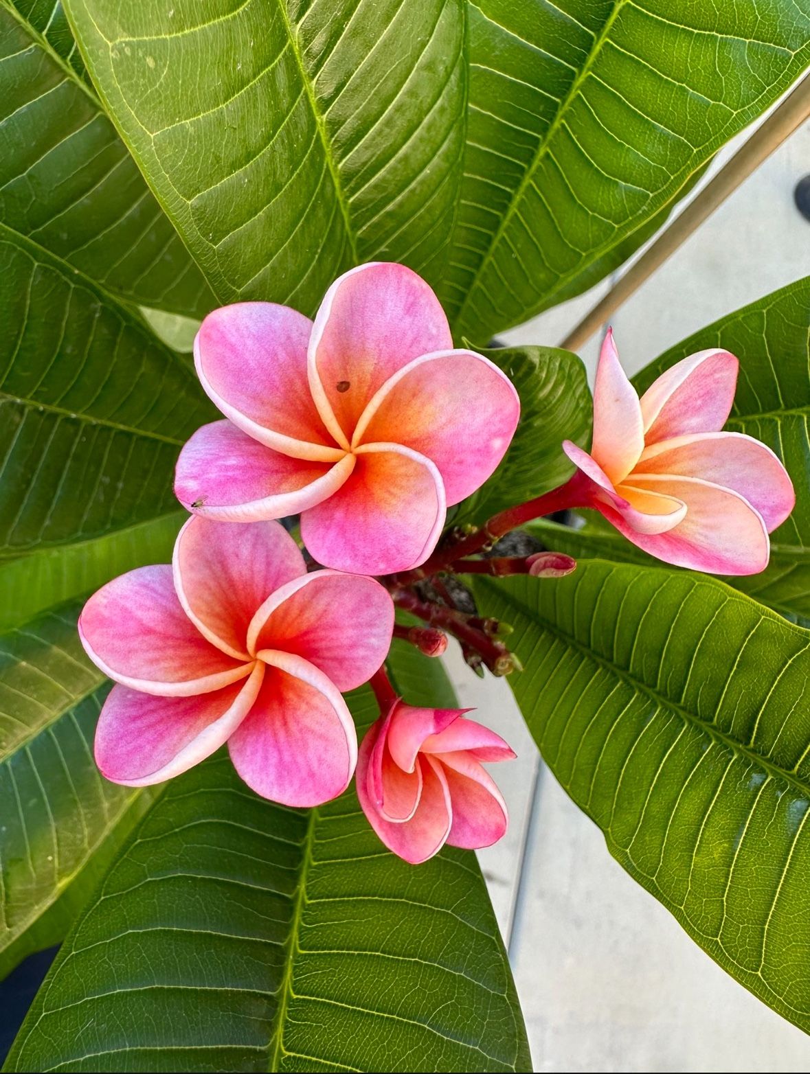 Plumeria Divine Dwarf (JJ Variety)