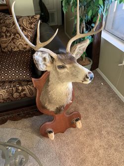 Deer