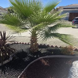 Free Palm Tree