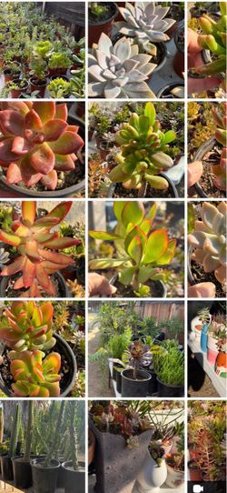 Succulents Plants ðŠī