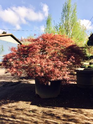 Lopez Nursery Everything 50 Off For In Vancouver Wa Lopez Nursery Everything 50 Off For In Vancouver Wa