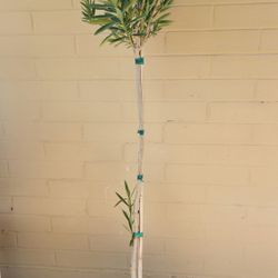 Nerium Oleander Red Tree Form 5 Gallon 
