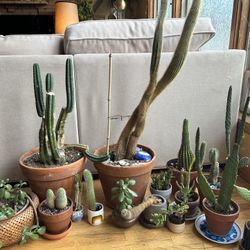 Cactus Lot 