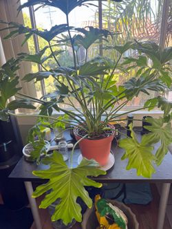 Large Philodendron Selloum Plant in Pot