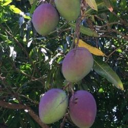 Large Mangoes
