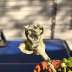 Lovely Rose Suculenta