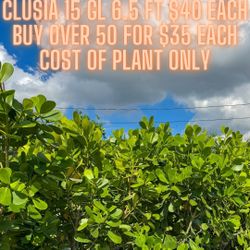 Clusia Hedge 15 Gl 6.5 Ft